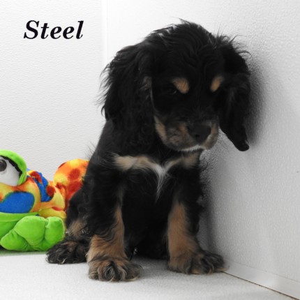 puppy, for, sale, Cocker Spaniel, Joe & Cherri  Overlease, dog, breeder, Miller, MO, dog-breeder, puppy-for-sale, forsale, nearby, find, puppyfind, locator, puppylocator, aca